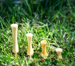 CaddiesShack Pride Sports Wood Golf Step-Tees 3.25 X 25 Count